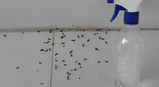 Misturinha caseira para que você acabe com as formigas definitivamente da sua casa 2 Misturinha caseira para que você acabe com as formigas definitivamente da sua casa