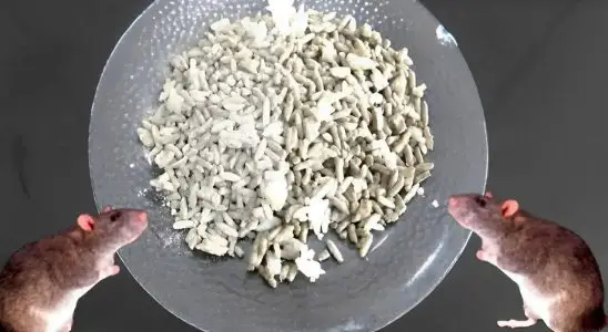 Como acabar com os ratos da sua casa de uma vez por todas sem utilizar venenos nem produtos tóxicos 1 como acabar com os ratos