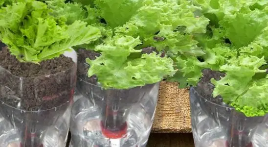 Um jeito surpreendente para aprender como plantar alface em garrafa pet 3 como plantar alface