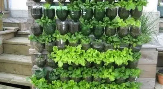 Comece o ano novo aprendendo como plantar hortaliça em garrafa pet de um jeito bem fácil 2 como plantar hortaliça em garrafa pet