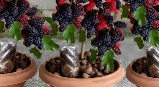 Aprendi como plantar amora em vaso que produz muito 2 como plantar amora em vaso