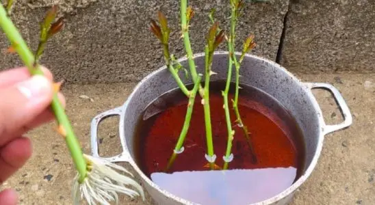 A melhor dica de fim de ano é de como plantar rosas usando galhos 3 plantar rosas usando galhos