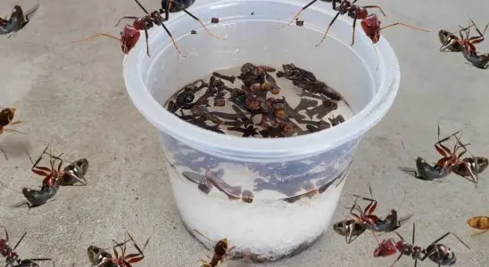 Como acabar com as formigas da sua cozinha de um jeito fácil e definitivo 4 como acabar com as formigas