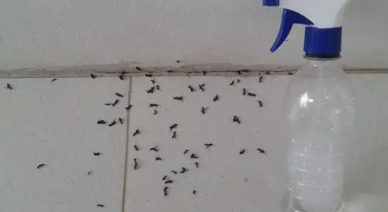 Misturinha para acabar com formigas que te incomodam tanto na sua casa 1 misturinha para acabar com formigas