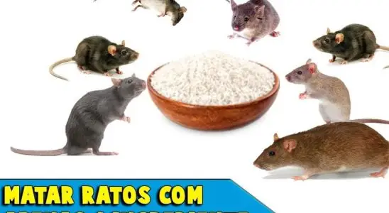 Como acabar com os ratos usando apenas 1 ingrediente simples e barato 1 como acabar com os ratos