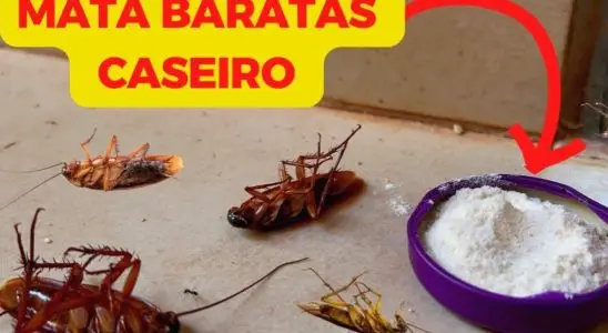 Dica para matar baratas e espantar todo tipo de inseto da sua casa 3 dica para matar baratas