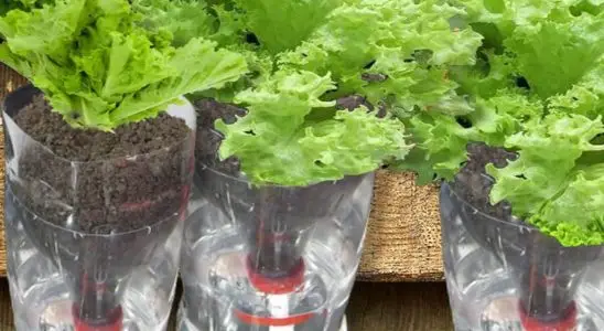 Faça uma horta na sua casa aprendendo como plantar alface na garrafa pet 1 como plantar alface na garrafa pet