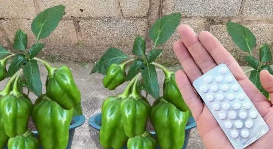 Aprenda como plantar pimentão em vaso de um jeito que produz o ano todo 3 como plantar pimentão em vaso