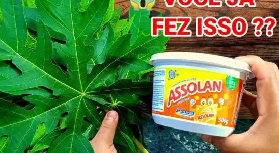 Depois que misturei óleo e folha de mamão nunca mais precisei comprar detergente caseiro no mercado 4 sabão líquido caseiro com folha de mamão