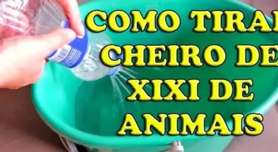 Como tirar o cheiro de urina de animais das paredes e do chão da sua casa 1 como tirar o cheiro de urina de animais