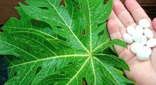 Misturei folha de mamão com naftalina e parei de gastar dinheiro com isso no mercado 4 folha de mamão com naftalina