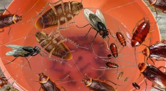 Inseticida caseiro que promete acabar com baratas e mosquistos da sua casa 4 inseticida caseiro