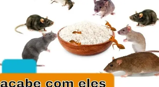 Acabar com os ratos e formigas sem veneno nunca foi tão fácil como agora 3 acabar com os ratos