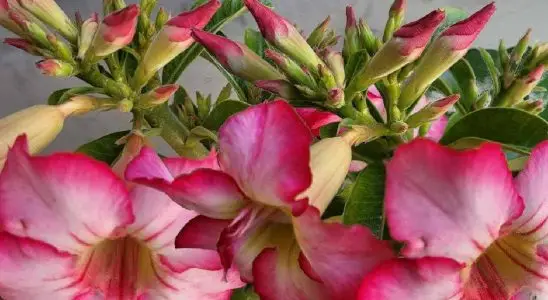 Faça você mesmo um adubo caseiro para rosa do deserto muito eficiente 3 adubo caseiro para rosa do deserto