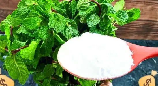 Depois aprender a misturar bicarbonato com hortelã vai parar de gastar com desinfetante no mercado 1 desinfetante caseiro