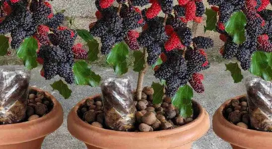 Aprenda como plantar amora em vasos com uma técnica que faz produzir muito 4 como plantar amora