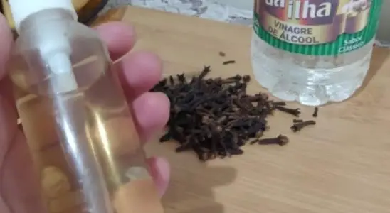 Inseticida caseiro que vai espantar moscas e outros insetos da sua casa 2 inseticida caseiro