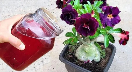 Adubo caseiro para flores: veja o que fazer para ter flores lindas e fortes o ano todo 3 adubo caseiro para flores