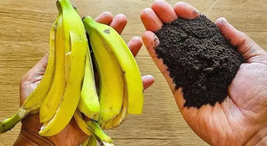 Adubo caseiro para plantas: misturinha caseira que faz milagres nos vasos do teu quintal 2 adubo caseiro para plantas