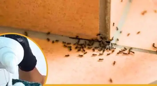 Como espantar formigas da cozinha: deixe sua cozinha livre de insetos para o ano novo 4 como espantar formigas da cozinha