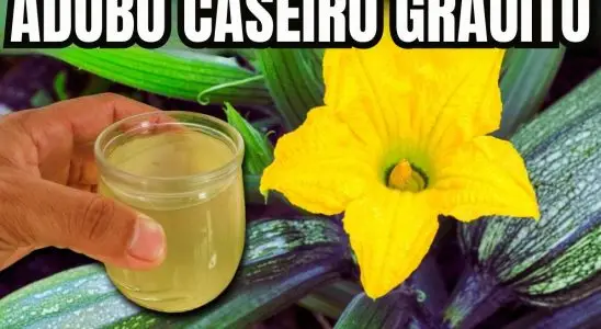 Adubo caseiro para plantas: a melhor forma natural e econômica de deixar seu jardim sempre forte e bonito 2 adubo caseiro para plantas