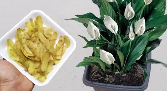 Como fazer adubo natural para plantas que faz seus vasos lotarem de flores 1 adubo natural para plantas
