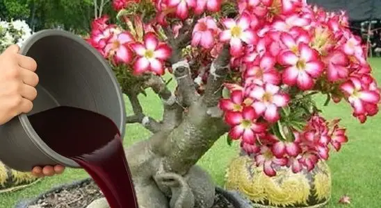 Adubo caseiro para rosa do deserto poderoso: esse faz sua planta explodir em flores 1 adubo caseiro para rosa do deserto