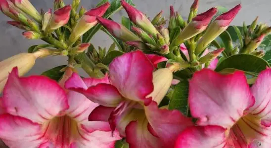 Adubo caseiro para rosa do deserto: veja qual é o segredo para ter mais de 30 botões por galho 4 adubo caseiro para rosa do deserto
